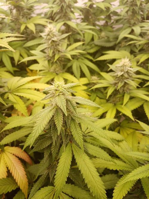 LemonCherryGelato / Gorilla Punch Auto. Week 15