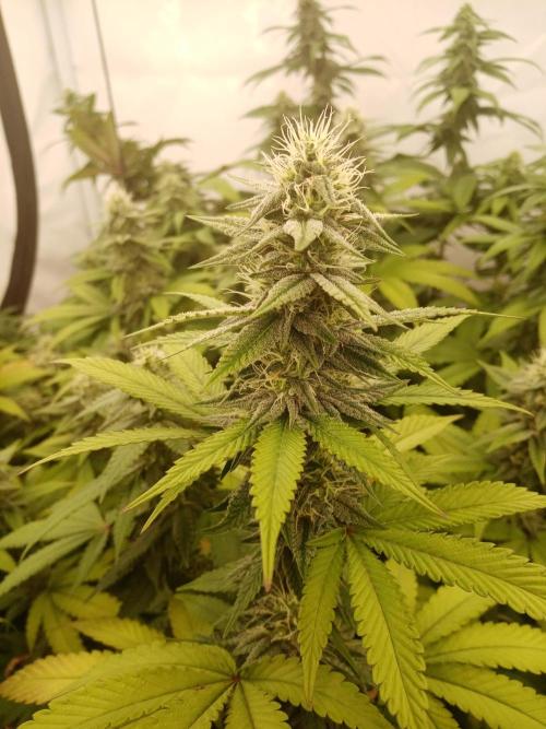 LemonCherryGelato / Gorilla Punch Auto. Week 15