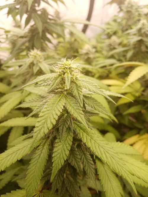 LemonCherryGelato / Gorilla Punch Auto. Week 15