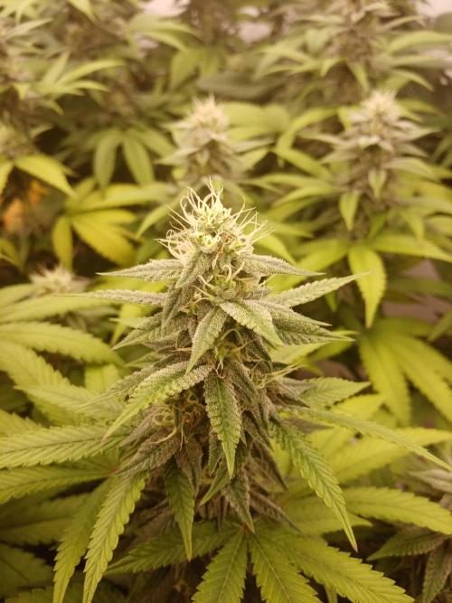 LemonCherryGelato / Gorilla Punch Auto. Week 15