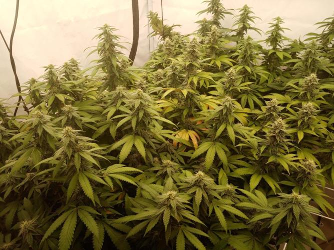 LemonCherryGelato / Gorilla Punch Auto. Week 15