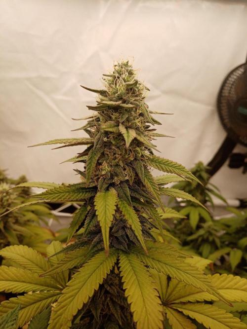 LemonCherryGelato / Gorilla Punch Auto. Week 16