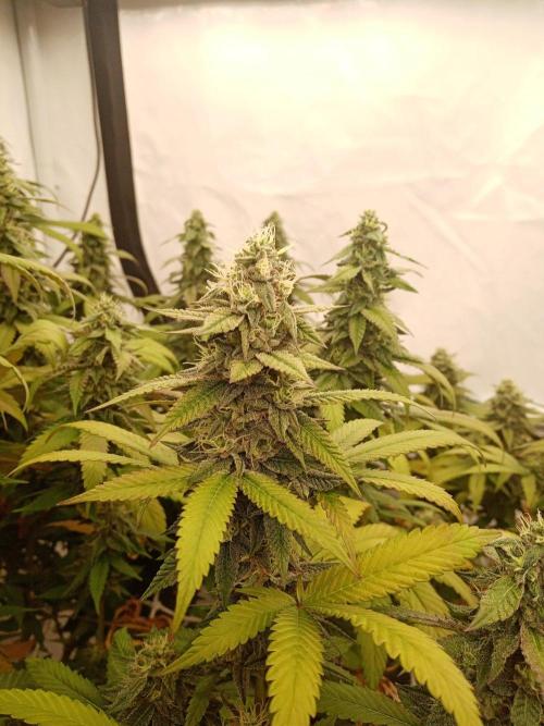 LemonCherryGelato / Gorilla Punch Auto. Week 16
