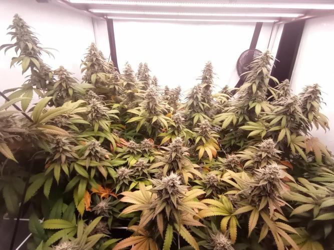 LemonCherryGelato / Gorilla Punch Auto. Week 16