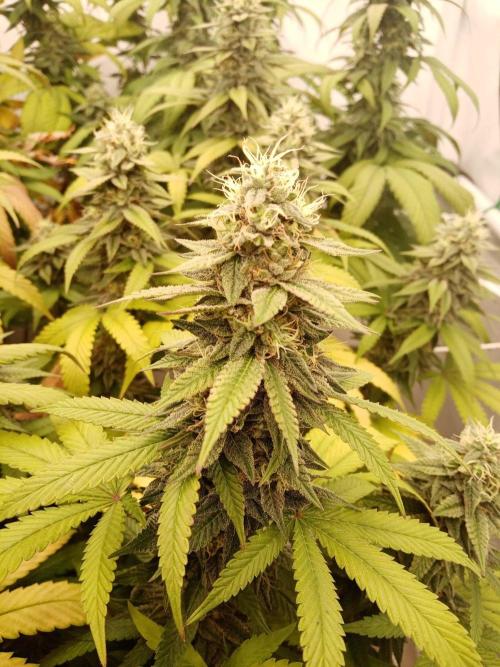 LemonCherryGelato / Gorilla Punch Auto. Week 16