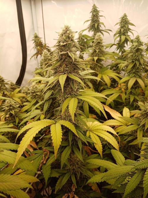 LemonCherryGelato / Gorilla Punch Auto. Week 16