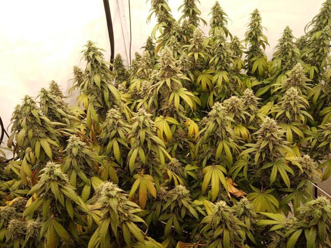 LemonCherryGelato / Gorilla Punch Auto. Week 17