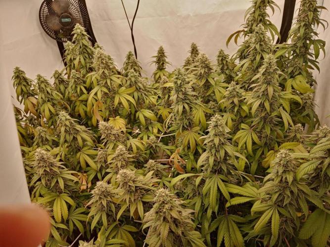 LemonCherryGelato / Gorilla Punch Auto. Week 17