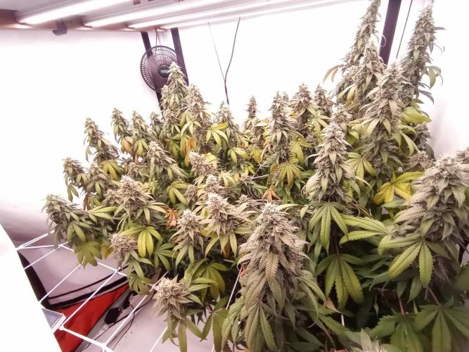 LemonCherryGelato / Gorilla Punch Auto. Week 17