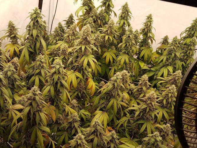 LemonCherryGelato / Gorilla Punch Auto. Week 17