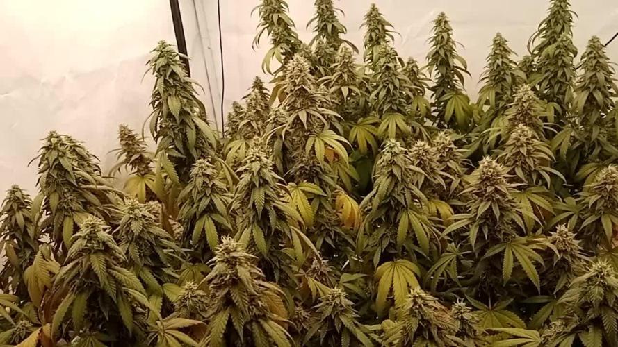 LemonCherryGelato / Gorilla Punch Auto