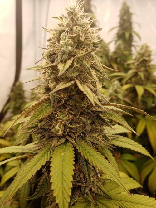 LemonCherryGelato / Gorilla Punch Auto. Week 17