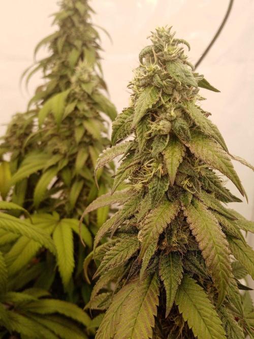LemonCherryGelato / Gorilla Punch Auto. Week 17