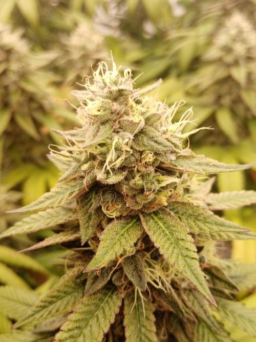 LemonCherryGelato / Gorilla Punch Auto. Week 17