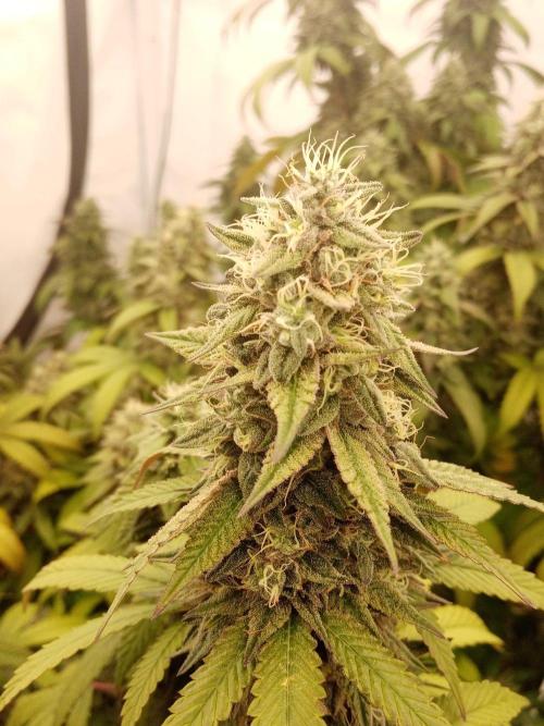 LemonCherryGelato / Gorilla Punch Auto. Week 17