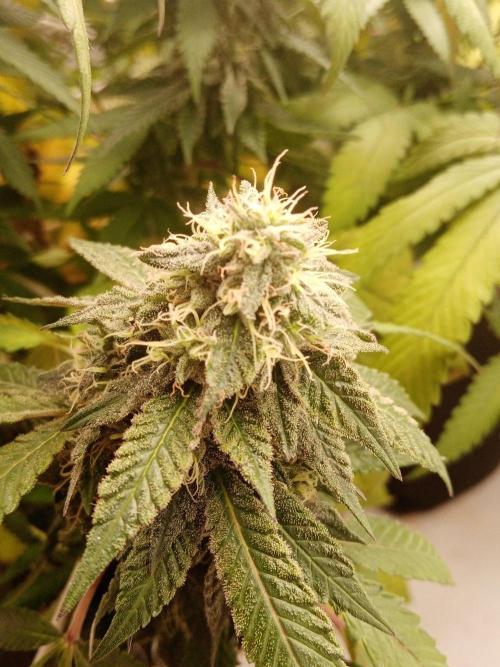 LemonCherryGelato / Gorilla Punch Auto. Week 17
