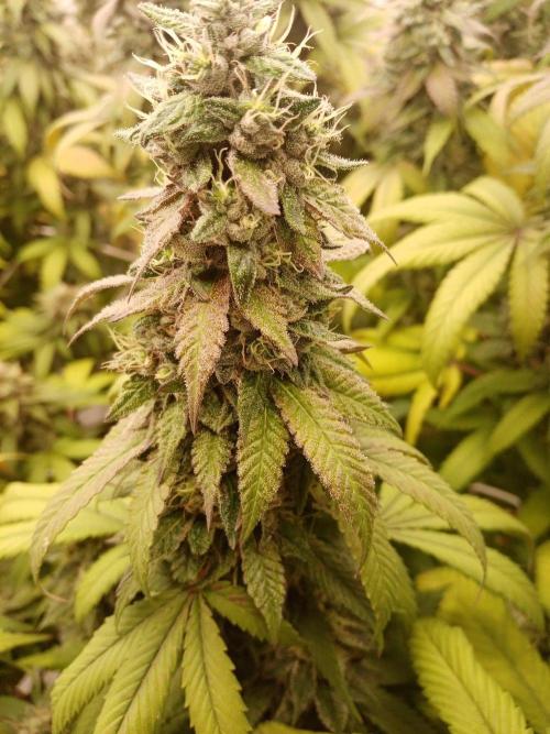 LemonCherryGelato / Gorilla Punch Auto. Week 18