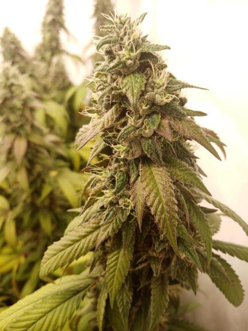LemonCherryGelato / Gorilla Punch Auto. Week 18