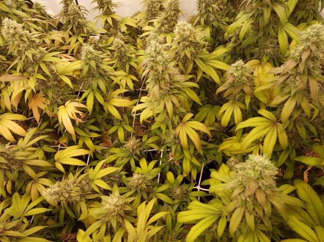 LemonCherryGelato / Gorilla Punch Auto. Week 18