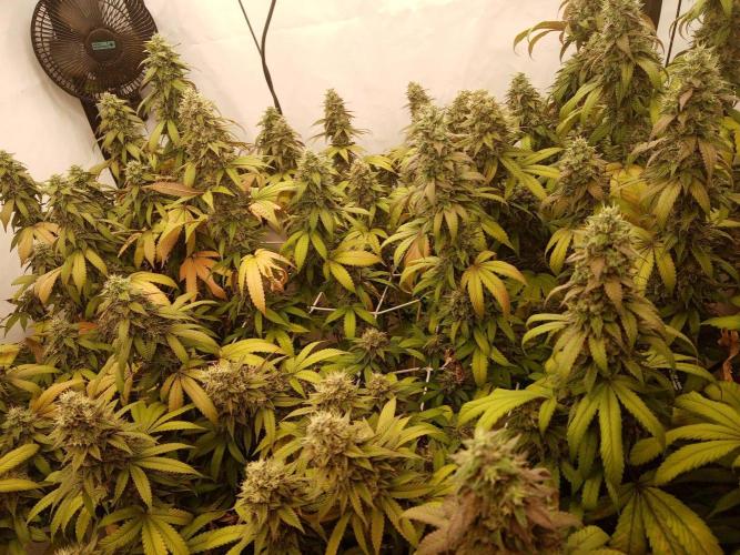 LemonCherryGelato / Gorilla Punch Auto. Week 18
