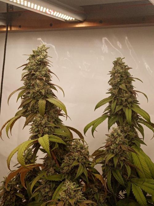 LemonCherryGelato / Gorilla Punch Auto. Week 18