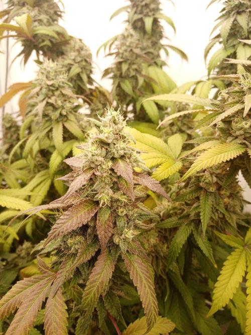 LemonCherryGelato / Gorilla Punch Auto. Week 18