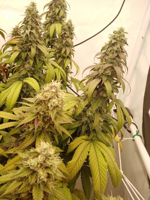 LemonCherryGelato / Gorilla Punch Auto. Week 18