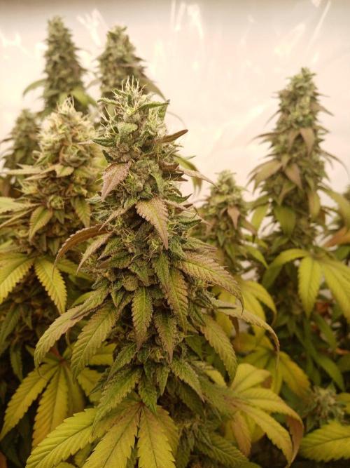 LemonCherryGelato / Gorilla Punch Auto. Week 18