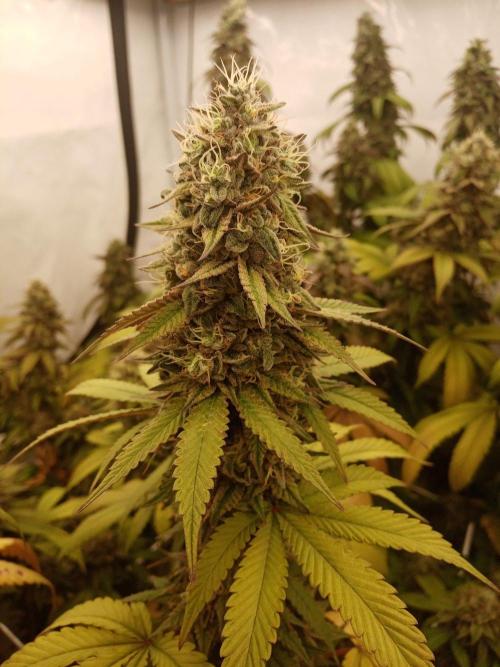 LemonCherryGelato / Gorilla Punch Auto. Week 18