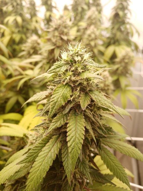 LemonCherryGelato / Gorilla Punch Auto. Week 18