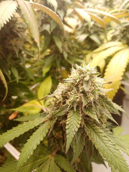 LemonCherryGelato / Gorilla Punch Auto. Week 18