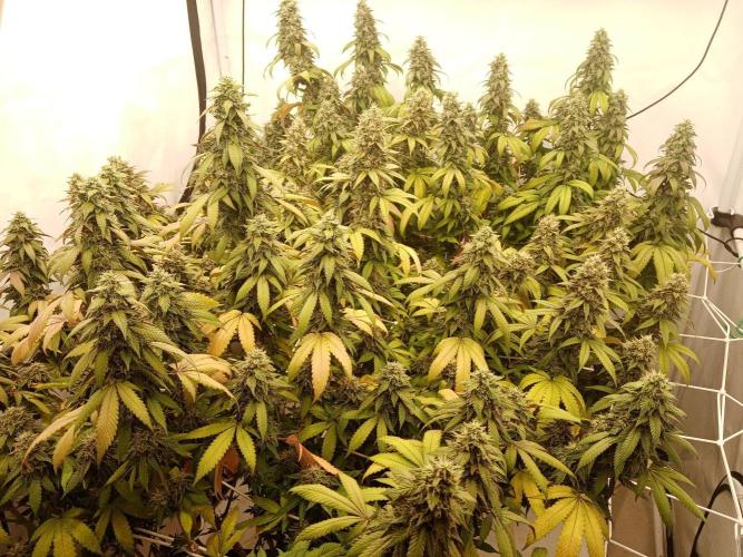 LemonCherryGelato / Gorilla Punch Auto. Week 18