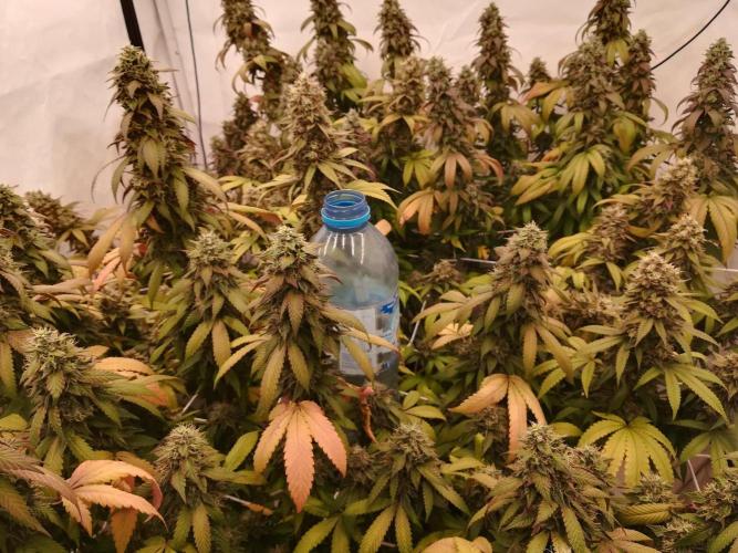LemonCherryGelato / Gorilla Punch Auto. Week 19