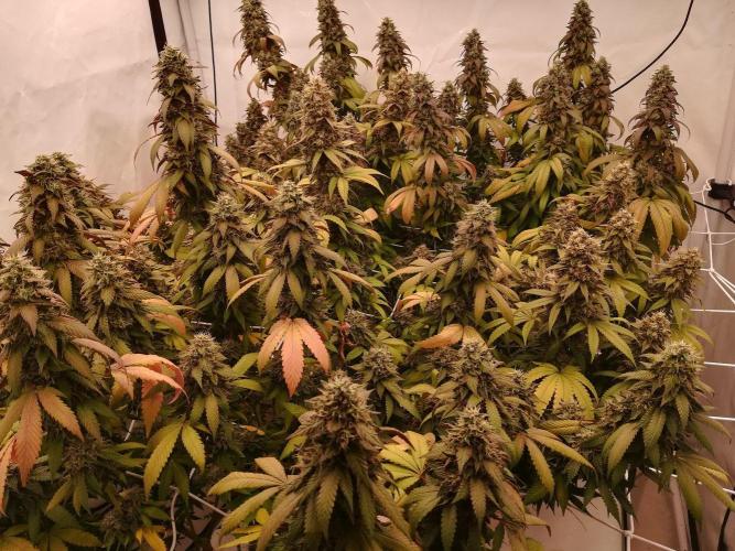 LemonCherryGelato / Gorilla Punch Auto. Week 19