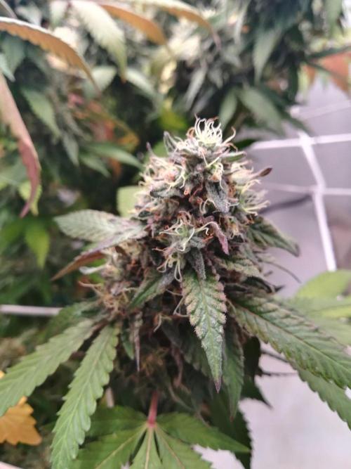 LemonCherryGelato / Gorilla Punch Auto. Week 19