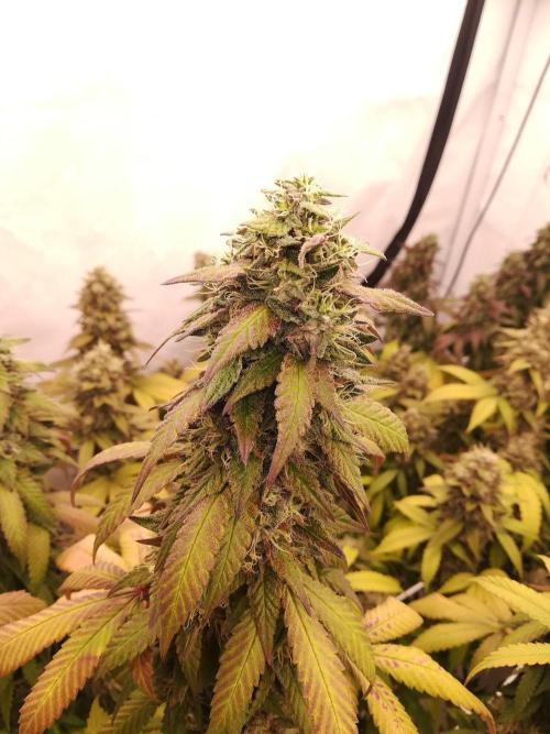 LemonCherryGelato / Gorilla Punch Auto. Week 19
