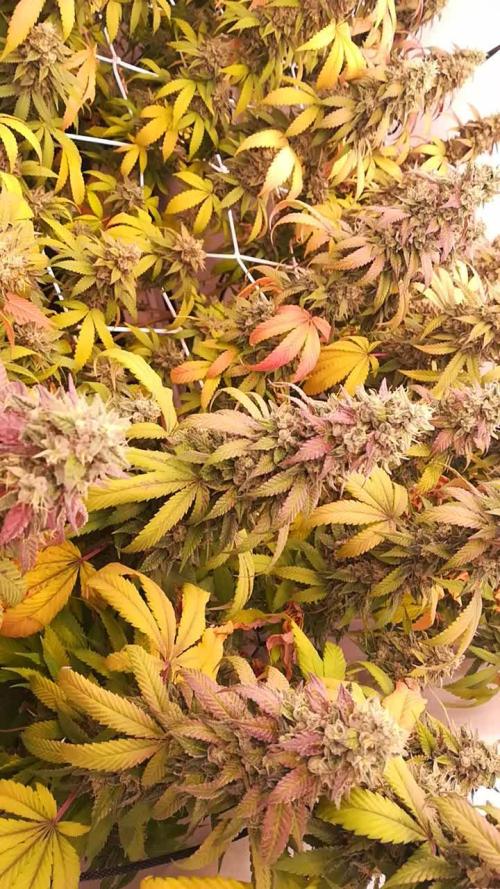 LemonCherryGelato / Gorilla Punch Auto