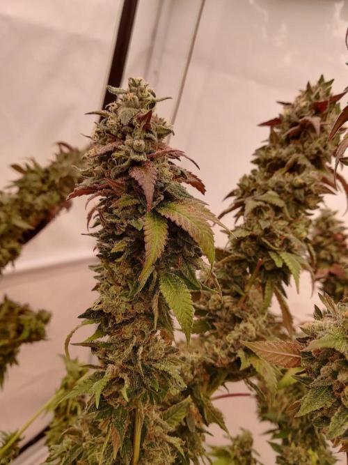LemonCherryGelato / Gorilla Punch Auto. Week 20