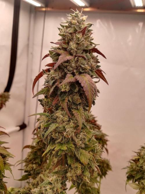 LemonCherryGelato / Gorilla Punch Auto. Week 20