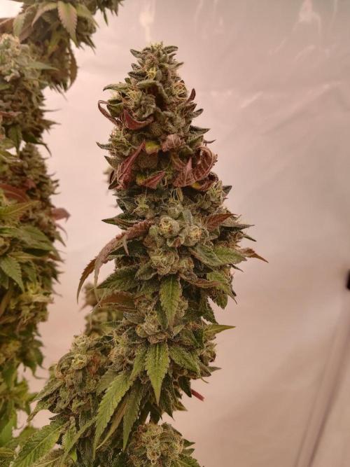 LemonCherryGelato / Gorilla Punch Auto. Week 20