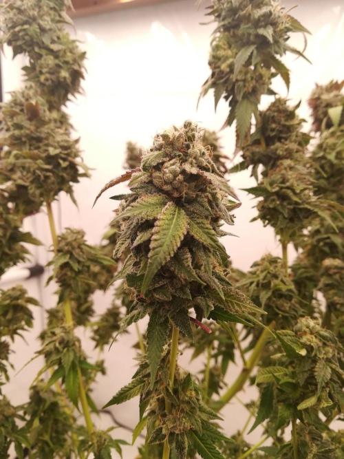 LemonCherryGelato / Gorilla Punch Auto. Week 20
