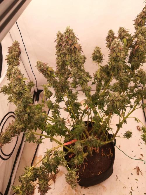 LemonCherryGelato / Gorilla Punch Auto. Week 20