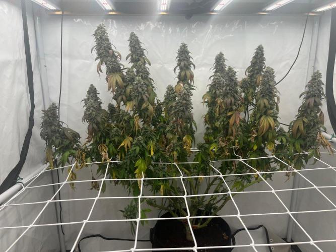 LemonCherryGelato / Gorilla Punch Auto. Week 20