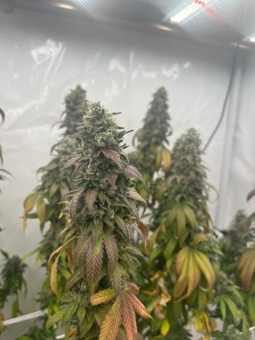 LemonCherryGelato / Gorilla Punch Auto. Week 20