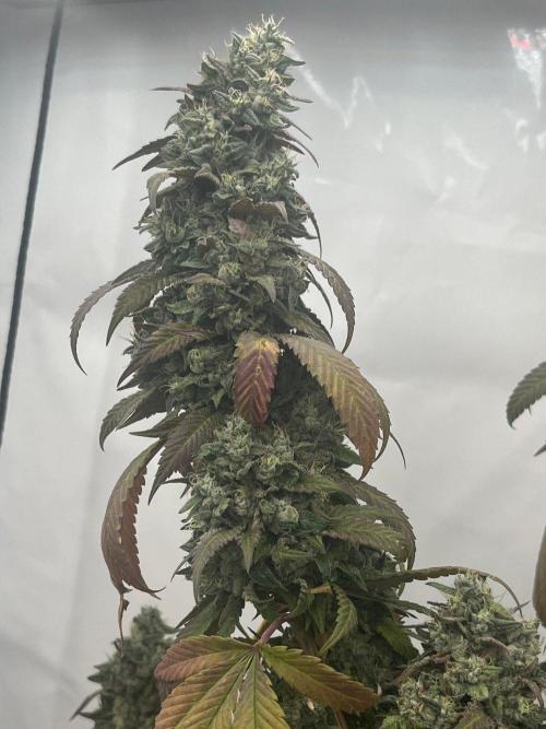 LemonCherryGelato / Gorilla Punch Auto. Week 20