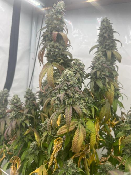 LemonCherryGelato / Gorilla Punch Auto. Week 20