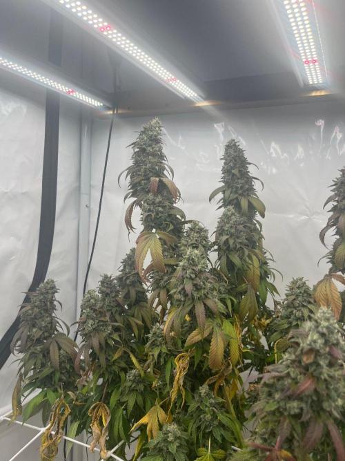 LemonCherryGelato / Gorilla Punch Auto. Week 20