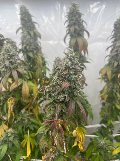 LemonCherryGelato / Gorilla Punch Auto. Week 20