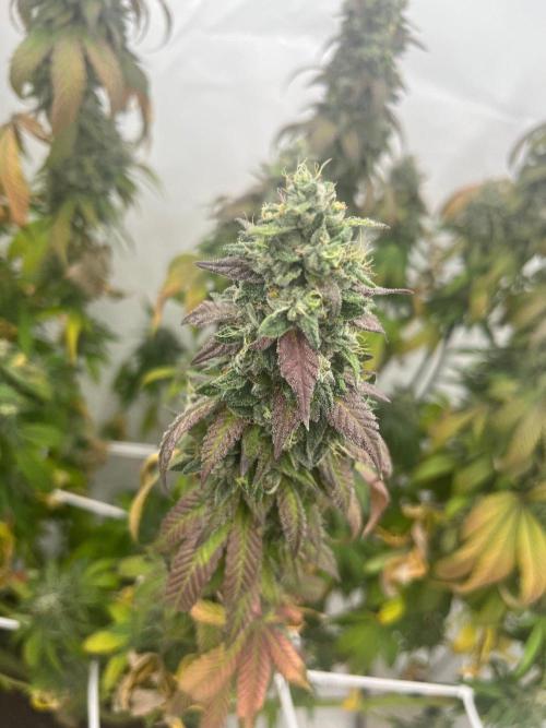 LemonCherryGelato / Gorilla Punch Auto. Week 20