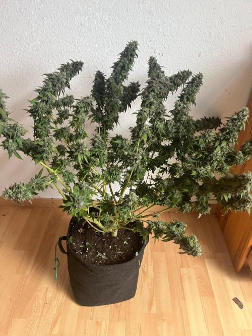 LemonCherryGelato / Gorilla Punch Auto. Week 20